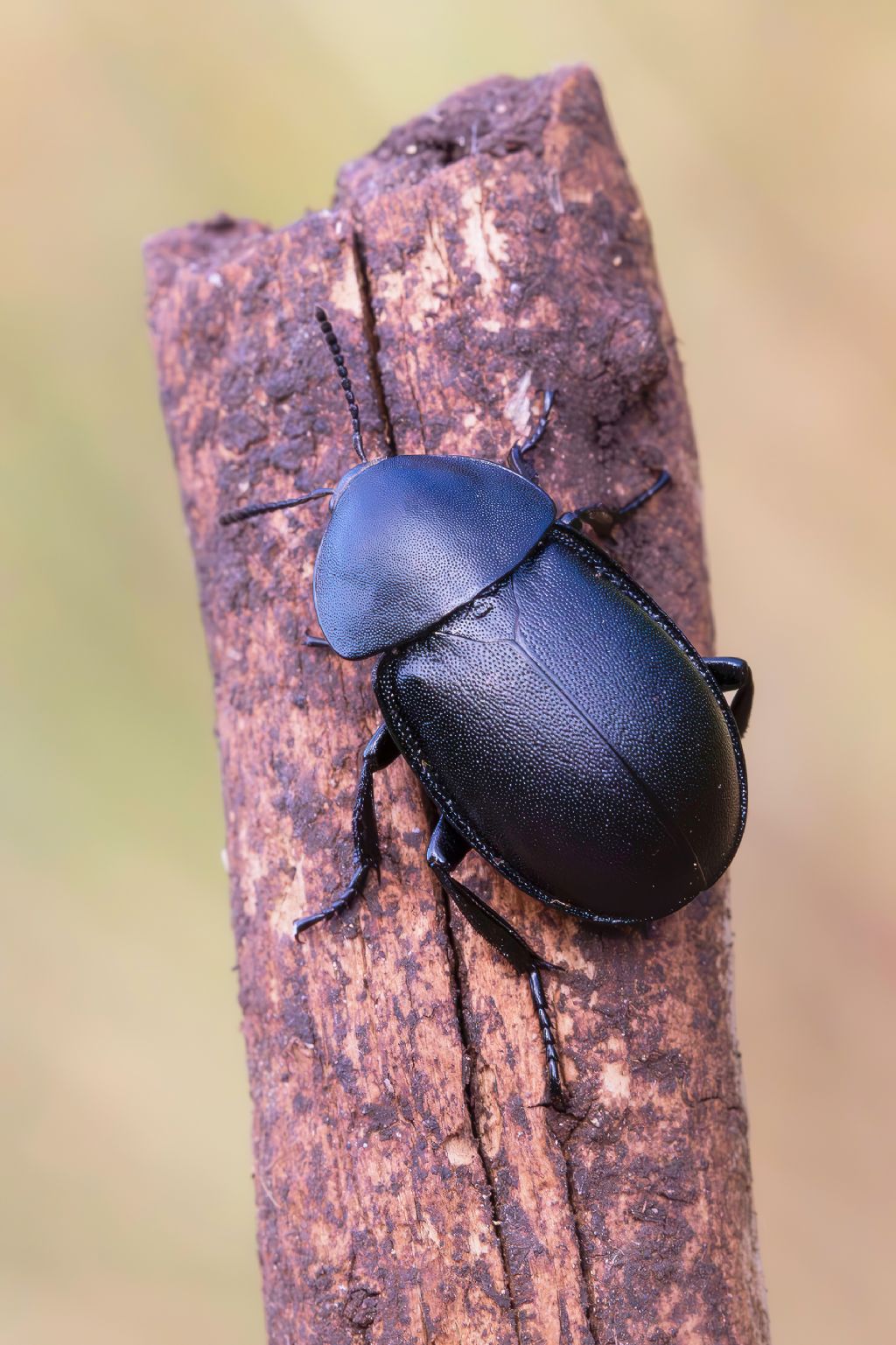 Silphidae - Ablattaria laevigata